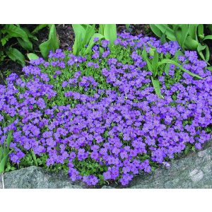 Aubrieta Blaumeise - Pázsitviola