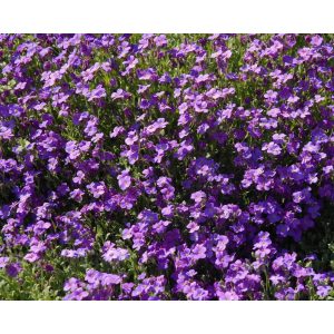 Aubrieta Cascade Blue - Pázsitviola