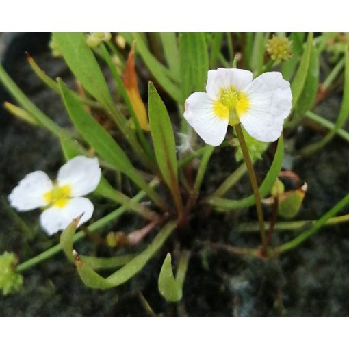 Baldelia ranunculoides - Bogláros kishídőr