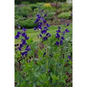 Baptisia australis minor Dark Blue - Borsófürt