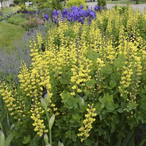 Baptisia Lemon Meringue - Borsófürt