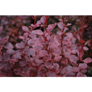 Berberis thunbergii Red Pillar - Borbolya