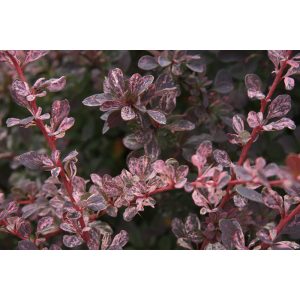 Berberis thunbergii Rose Glow - Borbolya