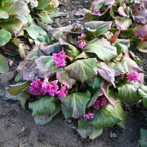 Bergenia Abendglut - Bőrlevél