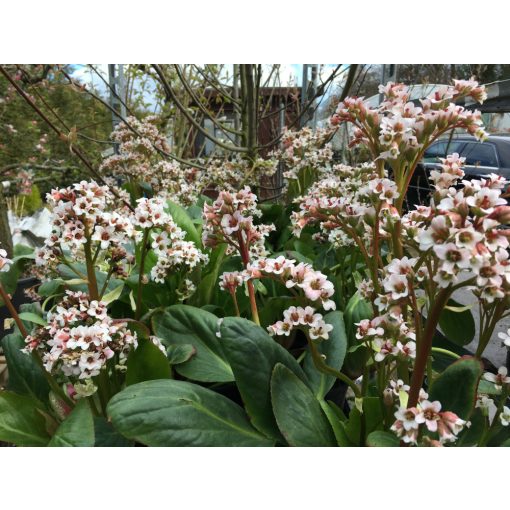 Bergenia Bressingham White - Bőrlevél