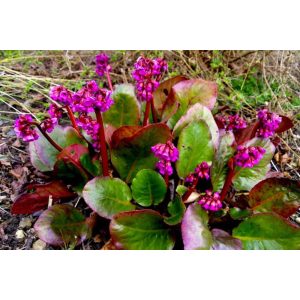 Bergenia cordifolia Eroica- Bőrlevél