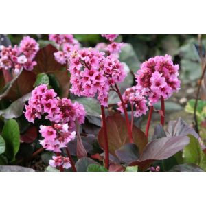 Bergenia cordifolia Rosa Zeiten- Bőrlevél