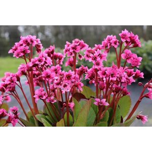 Bergenia Flirt- Bőrlevél