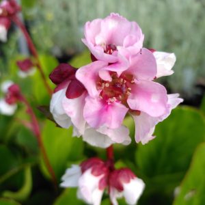 Bergenia Harzkristall - Bőrlevél