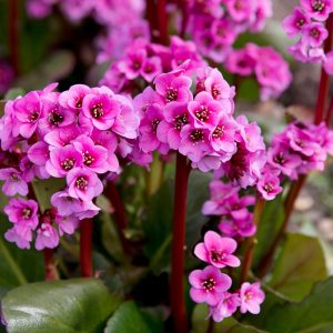 Bergenia Kerstin - Bőrlevél