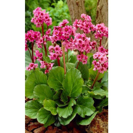 Bergenia Morgenröte - Bőrlevél