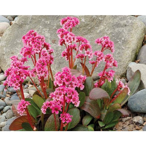 Bergenia Pink Dragonfly - Bőrlevél