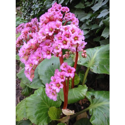 Bergenia purpurascens - Bőrlevél