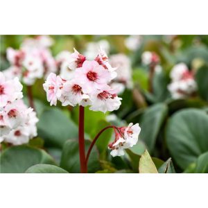 Bergenia Silberlicht- Bőrlevél