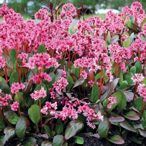 Bergenia Spring Fling- Bőrlevél