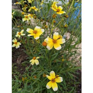 Bidens heterophylla Hannays Lemon Drop