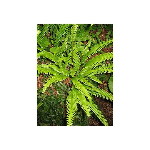 Blechnum spicant - Erdei bordapáfrány