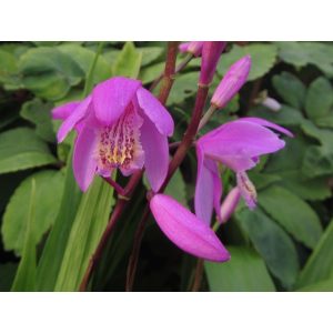 Bletilla Brigantes - Jácintorchidea