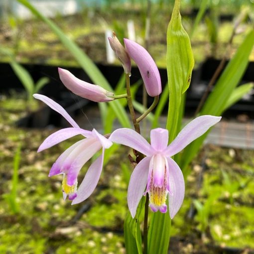 Bletilla Paris - Jácintorchidea