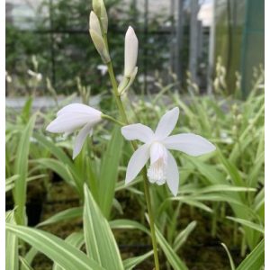 Bletilla striata Alba Variegata - Jácintorchidea