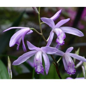 Bletilla striata Blue Dragon - Jácintorchidea