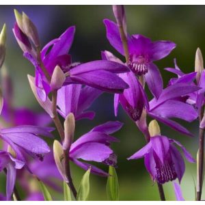 Bletilla striata Gabby - Jácintorchidea