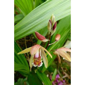 Bletilla striata Sunset - Jácintorchidea