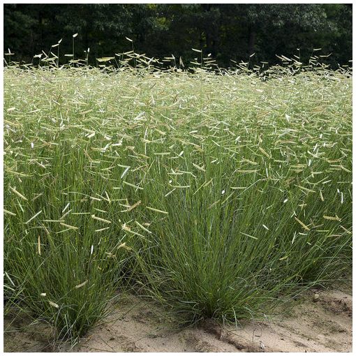 Bouteloua gracilis - Alacsony moszkítófű