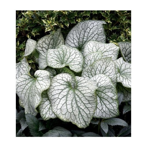 Brunnera macrophylla Alexanders Great - Kaukázusi nefelejcs