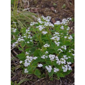 Brunnera macrophylla Betty Bowring - Kaukázusi nefelejcs