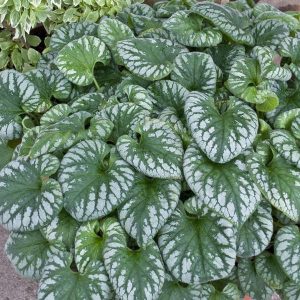 Brunnera macrophylla Emerald Mist - Kaukázusi nefelejcs