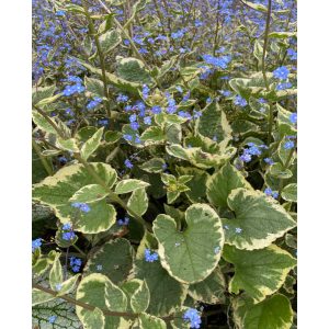 Brunnera macrophylla Hadspen Cream - Kaukázusi nefelejcs