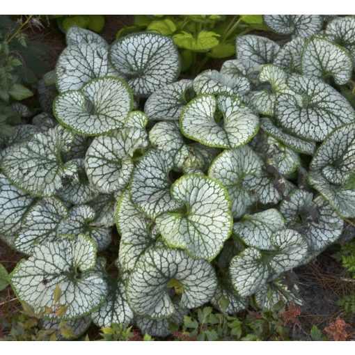 Brunnera macrophylla Jack Frost - Kaukázusi nefelejcs