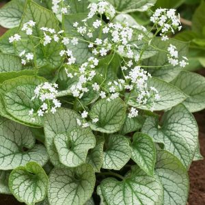 Brunnera macrophylla Mr Morse - Kaukázusi nefelejcs