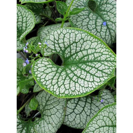 Brunnera macrophylla Sea Heart - Kaukázusi nefelejcs