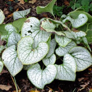 Brunnera macrophylla Silver Spear - Kaukázusi nefelejcs