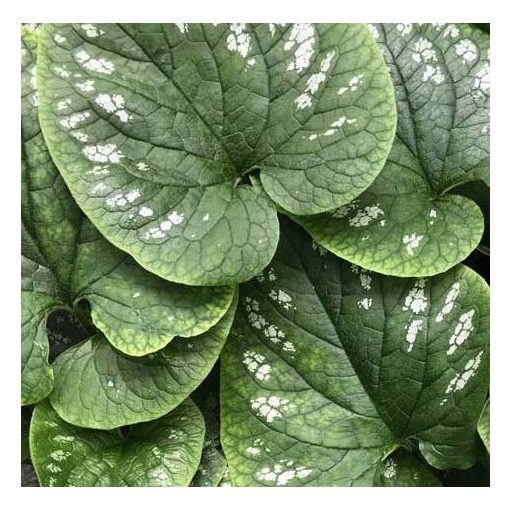 Brunnera White Zebra - Kaukázusi nefelejcs