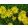 Buphthalmum salicifolium - Fűzlevelű ökörszem