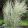 Calamagrostis acutiflora Avalanche - Nádtippan