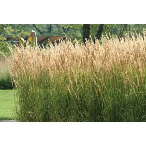 Calamagrostis acutiflora Karl Foerster - Nádtippan