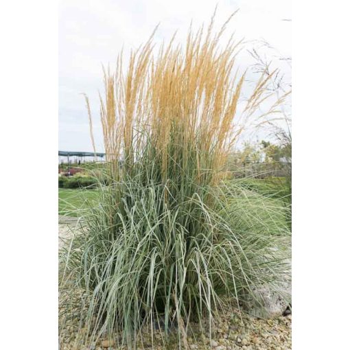 Calamagrostis acutiflora Overdam - Nádtippan