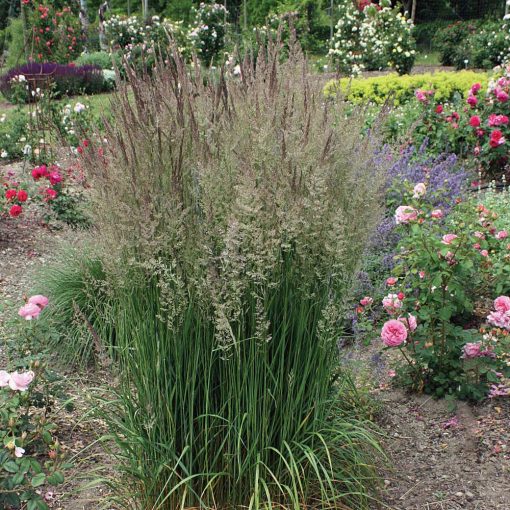 Calamagrostis acutiflora Waldenbuch - Nádtippan