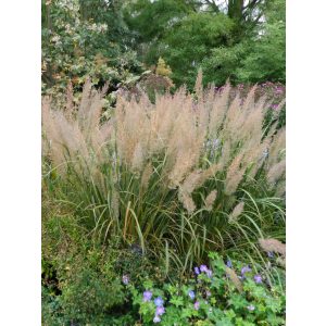 Calamagrostis brachytricha - Nádtippan