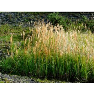 Calamagrostis epigejos - Nádtippan