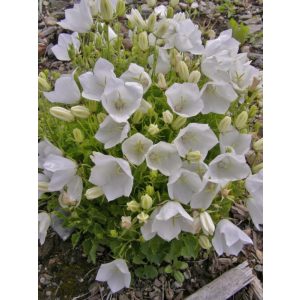 Campanula carpatica Carillion White - Kárpáti harangvirág