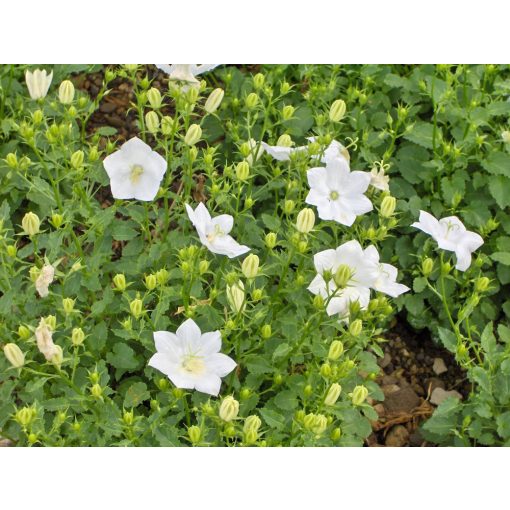 Campanula carpatica Weisse Clips - Kárpáti harangvirág