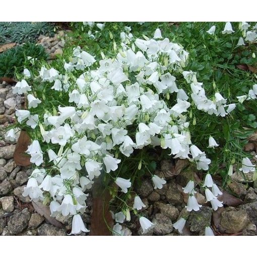 Campanula cochlearifolia Alba - Törpe harangvirág