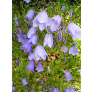 Campanula cochlearifolia Blue Baby - Törpe harangvirág