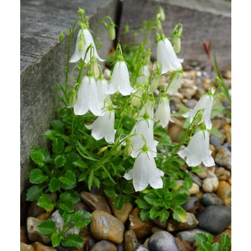 Campanula cochlearifolia White Baby - Törpe harangvirág