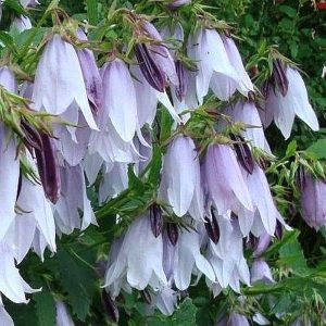   Campanula punctata Country Bells Light Blue - Pettyegetett harangvirág